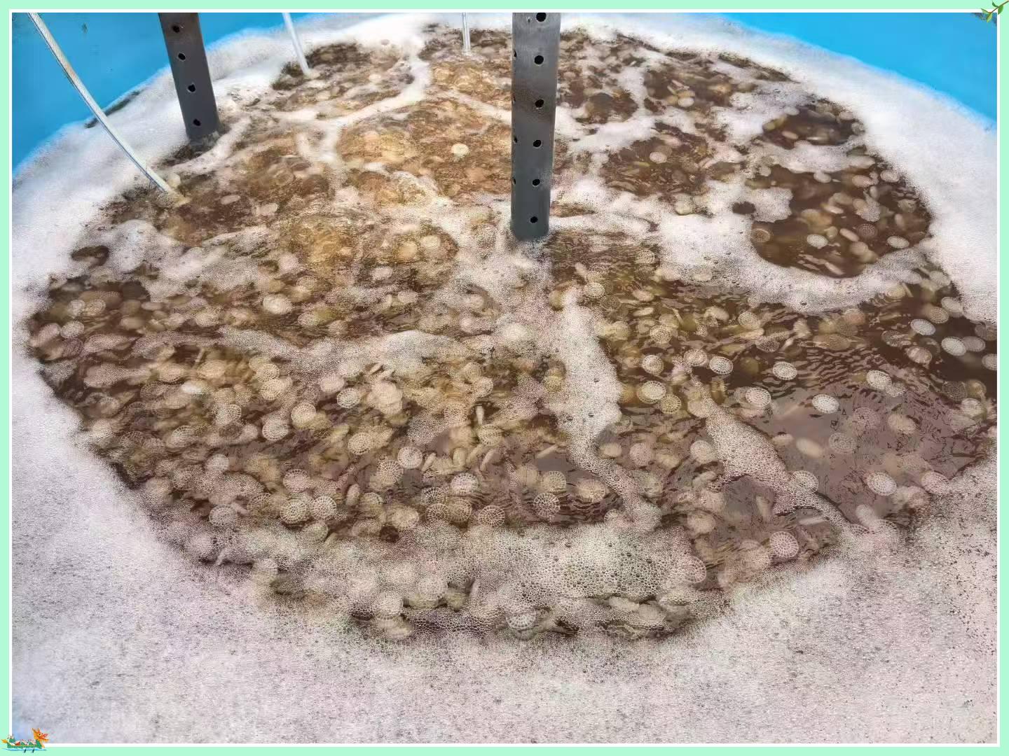 MBBR Bio Media biologik oqava suvlarni tozalashni qanday yaxshilaydi
